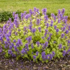 chartreuse-on-the-loose-catmint-plants-for-sale-Utica-NY