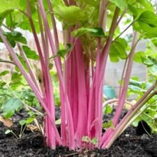 Celery 'Chinese Pink'