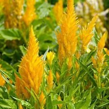 fresh-look-gold-celosia-plants-for-sale