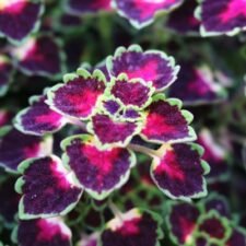 Great Falls Iguazu Coleus plants for sale_Utica NY