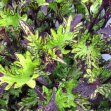 Main Street Rodeo Drive Coleus plants for sale_Utica NY