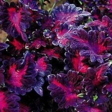 black-dragon-coleus-plants-for-sale-utica-ny