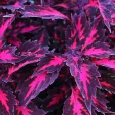 Coleus-Down-Town-Royalty-plants-for-sale-Utica NY