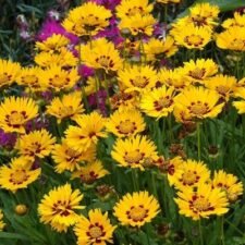 Sunfire Coreopsis plants for sale_Utica NY
