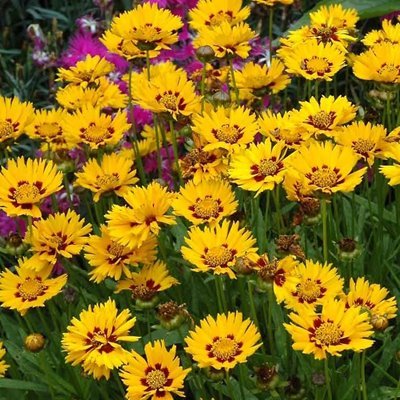 Sunfire Coreopsis plants for sale_Utica NY