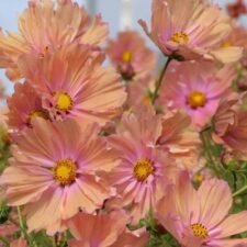 Apricotta Cosmos plants for sale_Utica NY