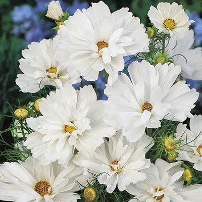 Psyche White Cosmos plants for sale_Utica NY