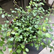 Creeping Wire Vine plants for sale-Utica NY