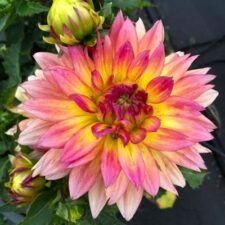 MegaBoom-Passion-Fruit-Dahlia-plants-for-sale-Utica-NY