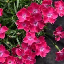 beauties-kahori-scarlet-dianthus-plants-for-sale-Utica-NY