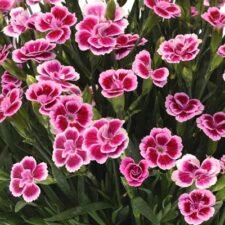 Pink Kisses Dianthus plants for sale_Utica NY