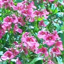 Pink Queen Diascia plants for sale_Utica NY