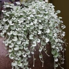 Dichondra 'Silver Falls'