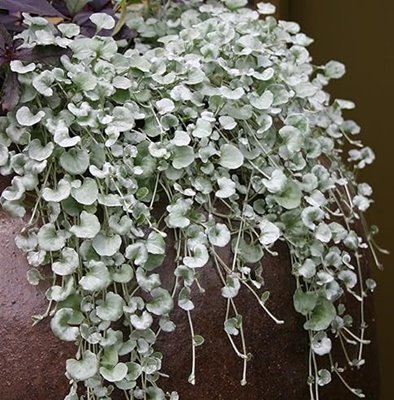 Dichondra 'Silver Falls'