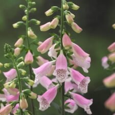 Foxglove 'Hanabee Pink'