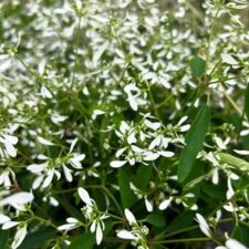 Glamour Euphorbia plants for sale_Utica NY