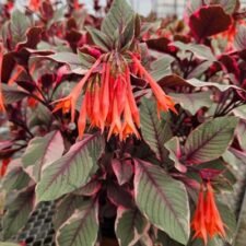 Firecracker Fuchsia plants for sale-Utica NY