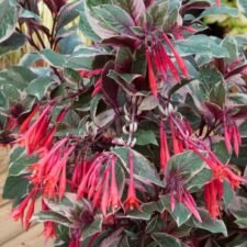 Firecracker Fuchsia plants for sale-Utica NY