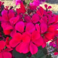 Caldera Hot Pink Geranium plants for sale-Utica NY