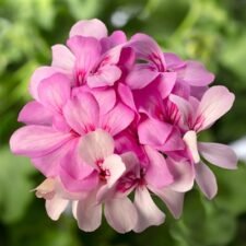 Caldera Lavender Glow Geranium plants for sale - Utica NY