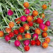 QIS Mix Globe Amaranth plants for sale_Utica NY
