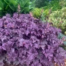 Grande Amethyst Heuchera plants for sale_Utica NY