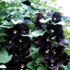 Hollyhock Black 'Henry the Eighth'