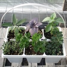 culinary-herb-plant-sampler-basket-for-sale