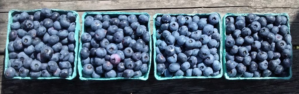 organic blueberry picking Utica NY