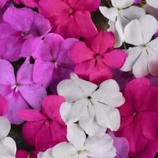 Beacon Chicago Mix Impatiens plants for sale_Utica NY