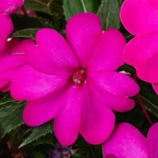 Vigorous Purple Sunpatiens plants for sale-Utica NY