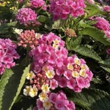 Pink-Lemonberry-Lantana-Plants for sale Utica_NY