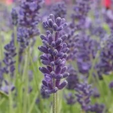 Lavender-Avignon-Early-Blue-Lavandula plants for sale Utica, NY