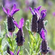 Lavender-Bandera-Purple-lavandula-plants-for-sale-Utica, NY