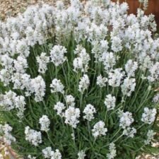 Ellagance Snow Lavender plants for sale_Utica NY