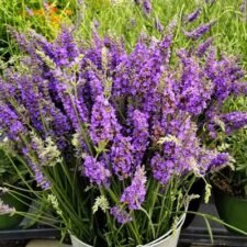 Sensational Lavender plants for sale-Utica NY