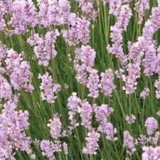 Rosea-Jean-Davis-Lavender-plants-for-sale-Utica-NY