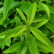 Lemon-Verbena-plants-for-sale-Utica-NY