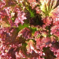 red-fire-lettuce-plants-for-sale-utica-ny