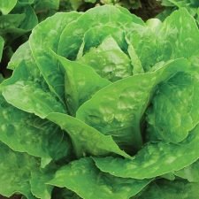 Coastal-star-romaine-Lettuce-plants-for-sale