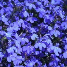 Techno Electric Blue Lobelia plants for sale-Utica NY