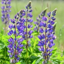 Lupine 'Wild Sundial'