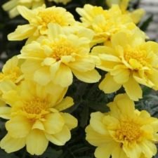 alumia-vanilla-cream-marigold-plants-for-sale