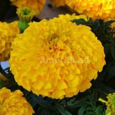 inca-ii-gold-marigold-plants-for-sale-utica-ny