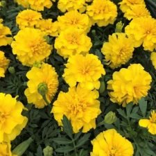 janie-bright-yellow-marigold-plants-for-sale-utica-ny