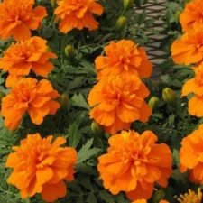 janie-deep-orange-marigold-plants-for-sale