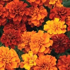 Fireball Marigold plants for sale_Utica NY