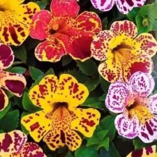 Calypso Mix Monkey Flower plants for sale_Utica NY