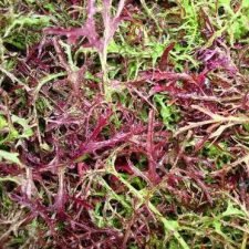 mizuna-red-streaks-mustard-plants-for-sale-utica-ny