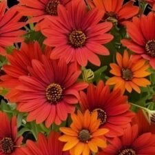 SummerSmile Sangria Osteospermum African Daisy plants for sale_Utica NY
